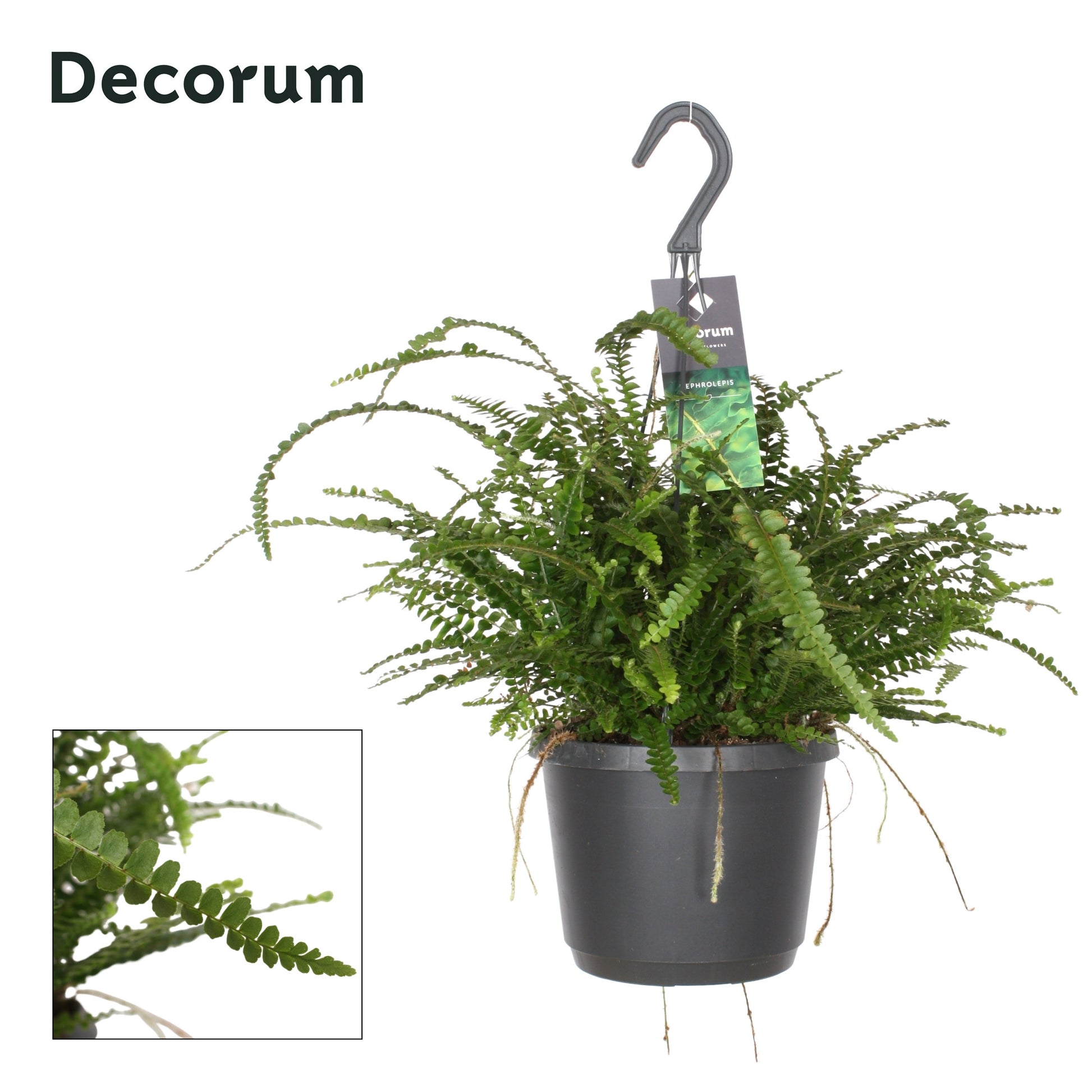 Hillplant BV Nephrolepis Duffii Pack of 6
