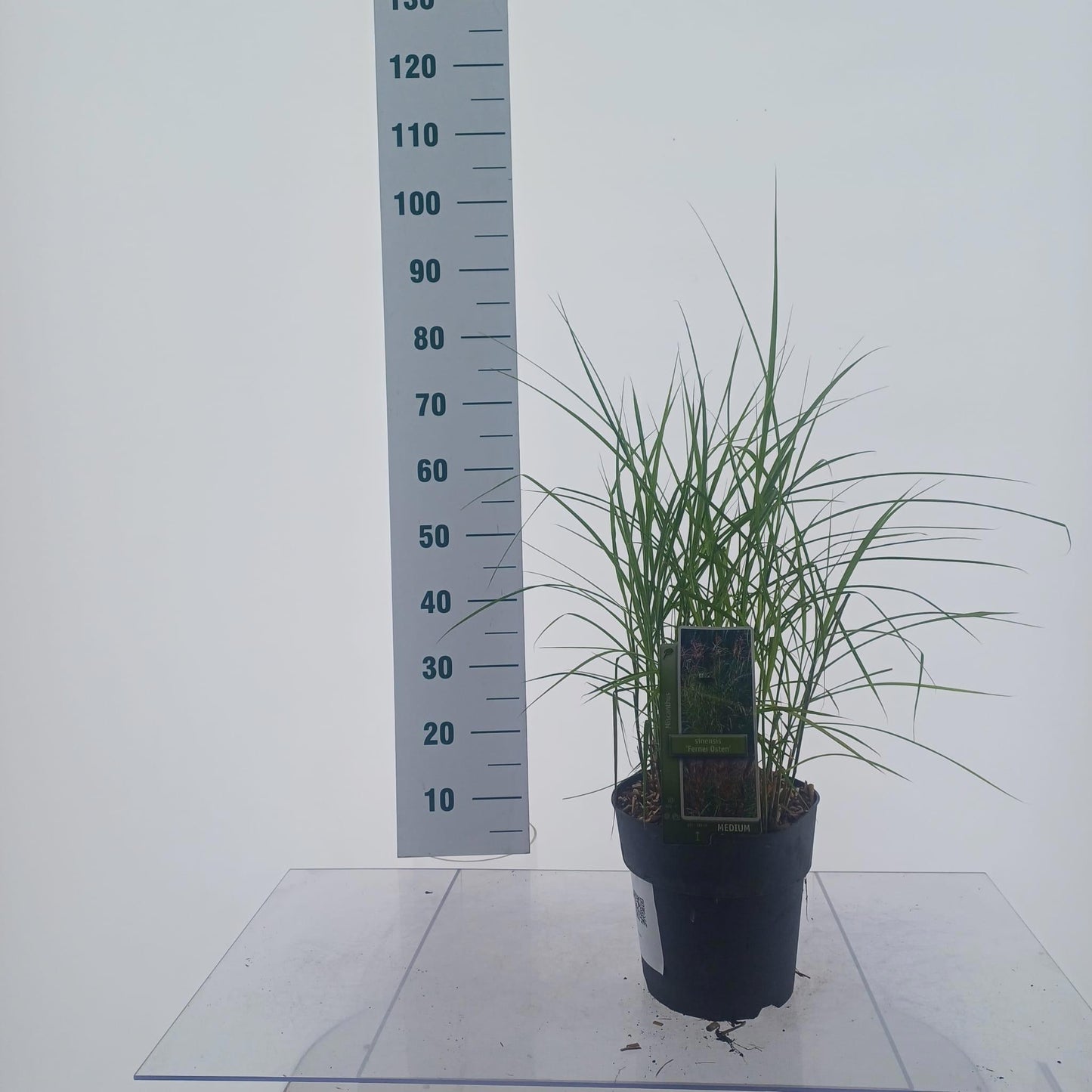 Miscanthus sinensis Ferner Osten 60cm 23cm Pot