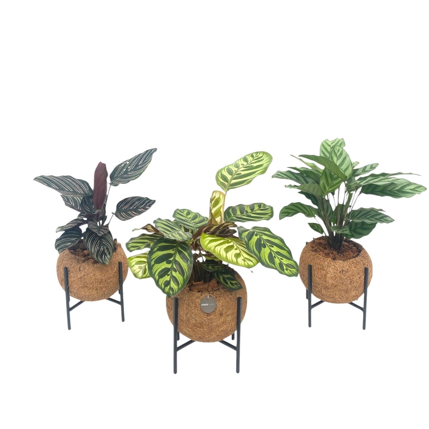 Calathea mix 25cm 15cm Pot