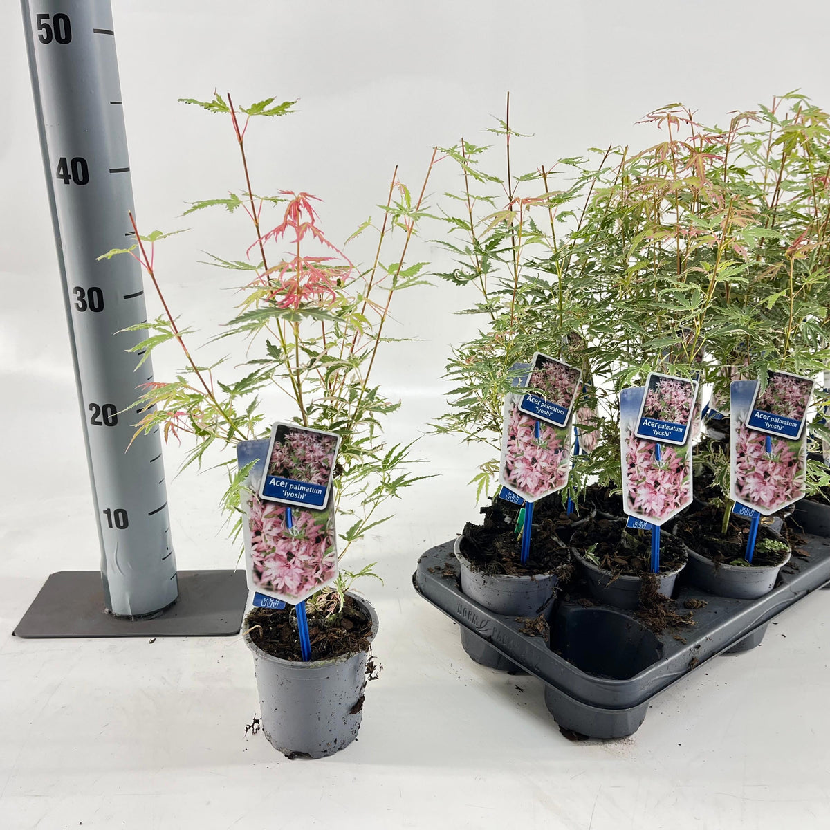 Acer palmatum 40cm 10.5cm Pot