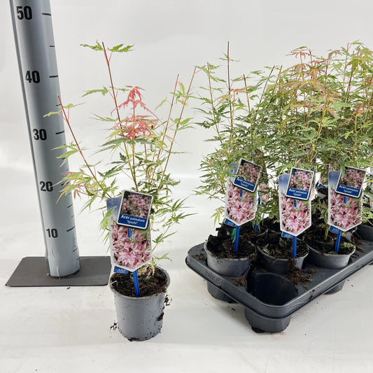 Acer palmatum 40cm 10.5cm Pot