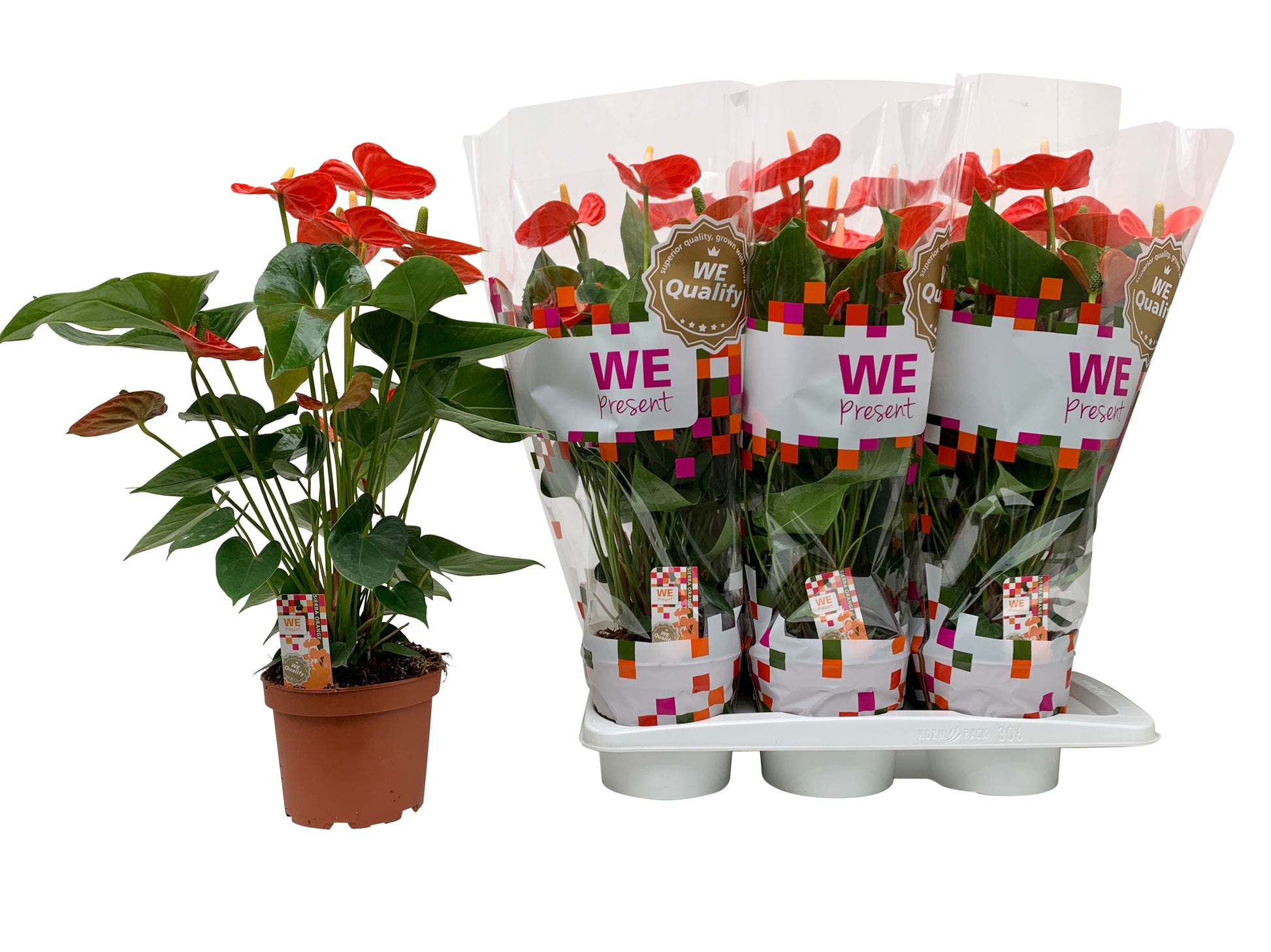 Anthurium Sierra Orange 60cm 17cm Pot