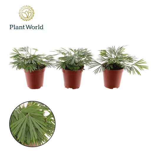 Actiniopteris australis 10cm 505cm Pot