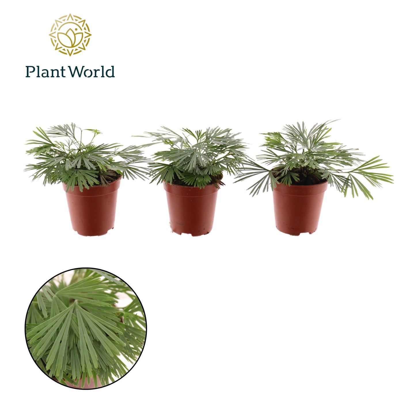 Ferns 10cm 505cm Pot