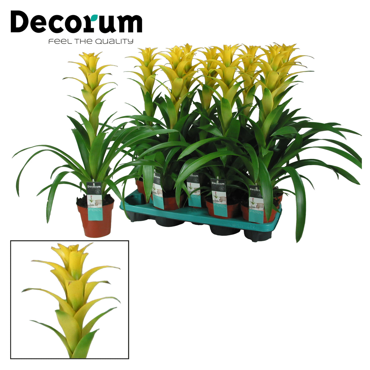 Guzmania Hilda 60cm 13cm Pot