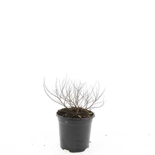 Spiraea japonica Golden Princess 20cm 14cm Pot