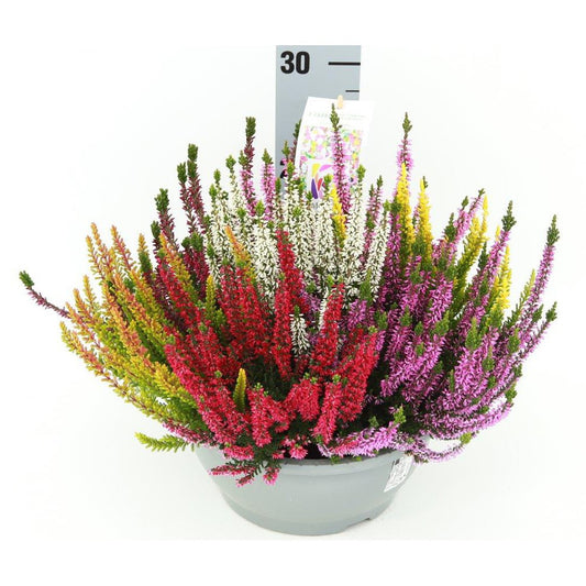 Calluna Beauty Ladies Mosaica 30cm 23cm Pot