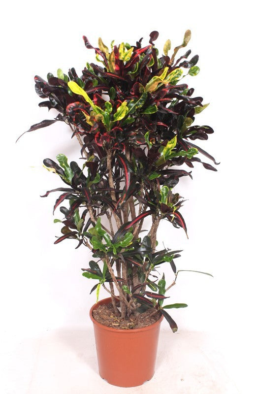 Codiaeum Mammi 150cm 30cm Pot