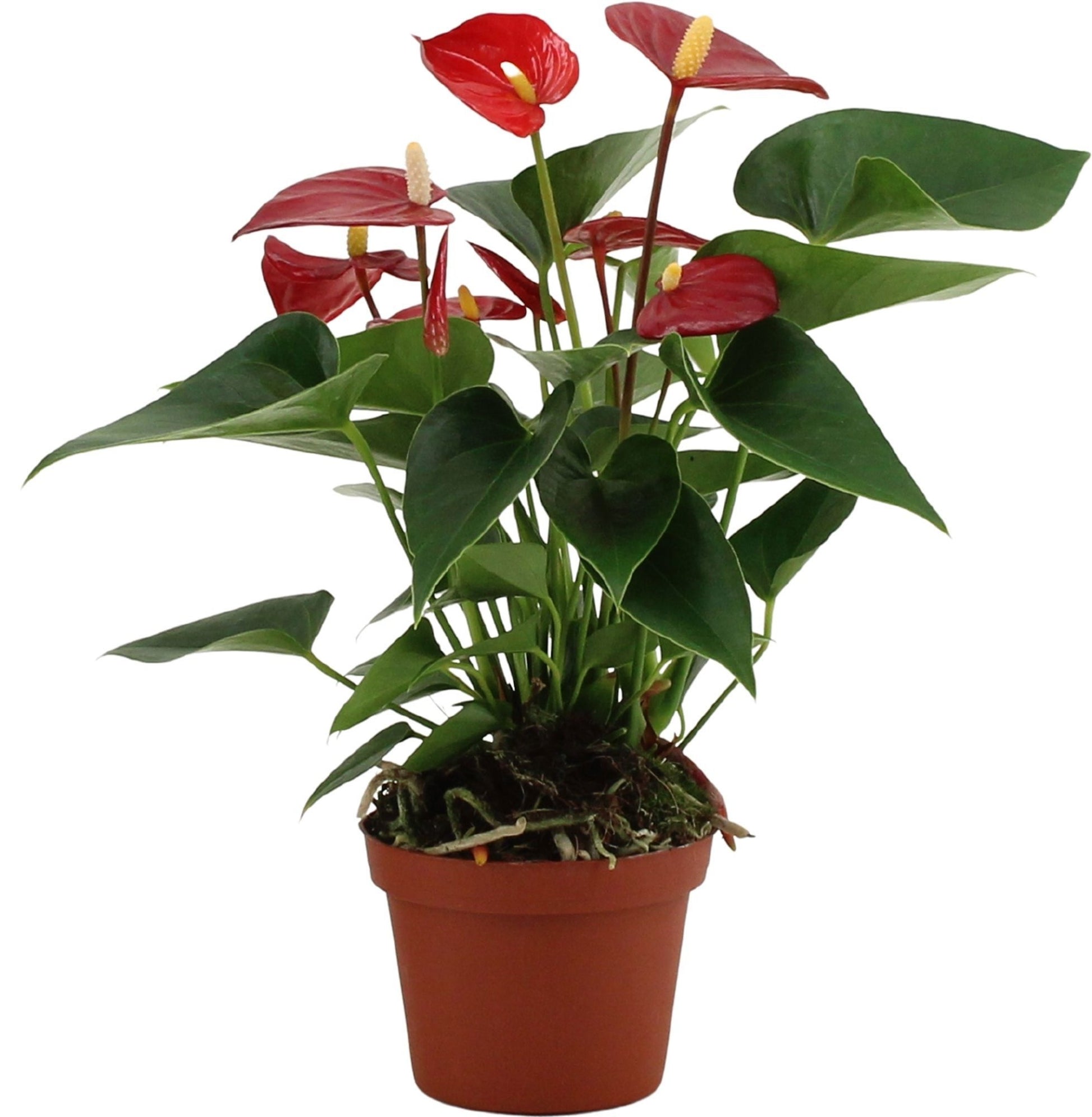 Anthurium Micra 29cm 9cm Pot