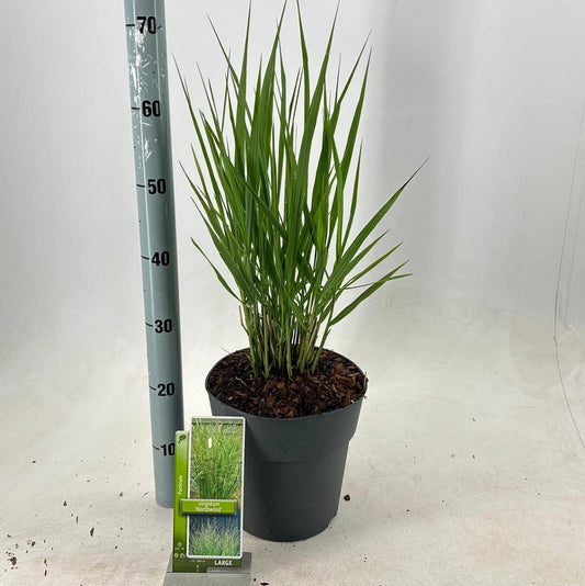 Panicum virgatum 90cm 23cm Pot