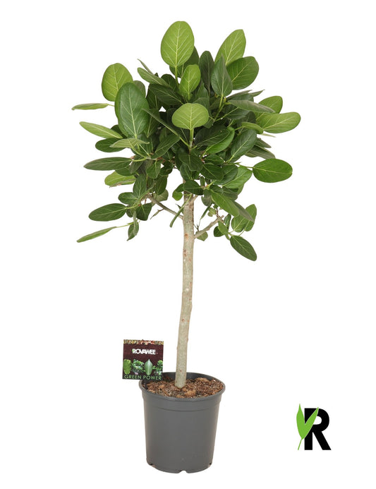 Ficus bengh. Audrey 130cm 27cm Pot