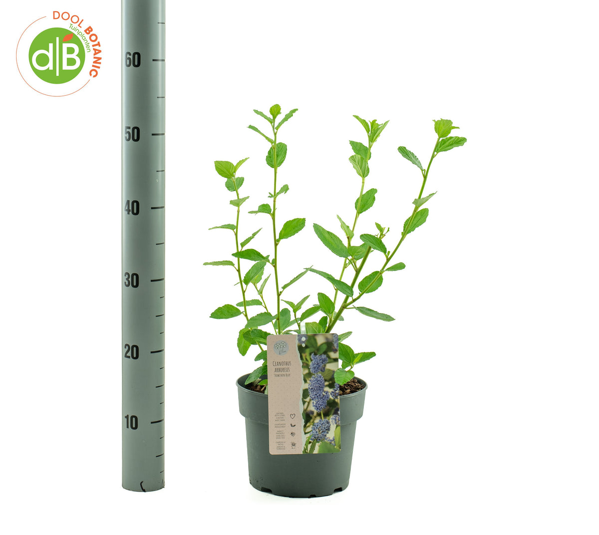 Ceanothus Trewithen Blue 40cm 19cm Pot