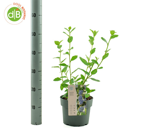 Ceanothus Trewithen Blue 40cm 19cm Pot