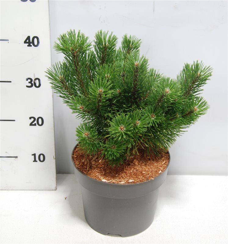 Pinus mugo Mumpitz 50cm 23cm Pot