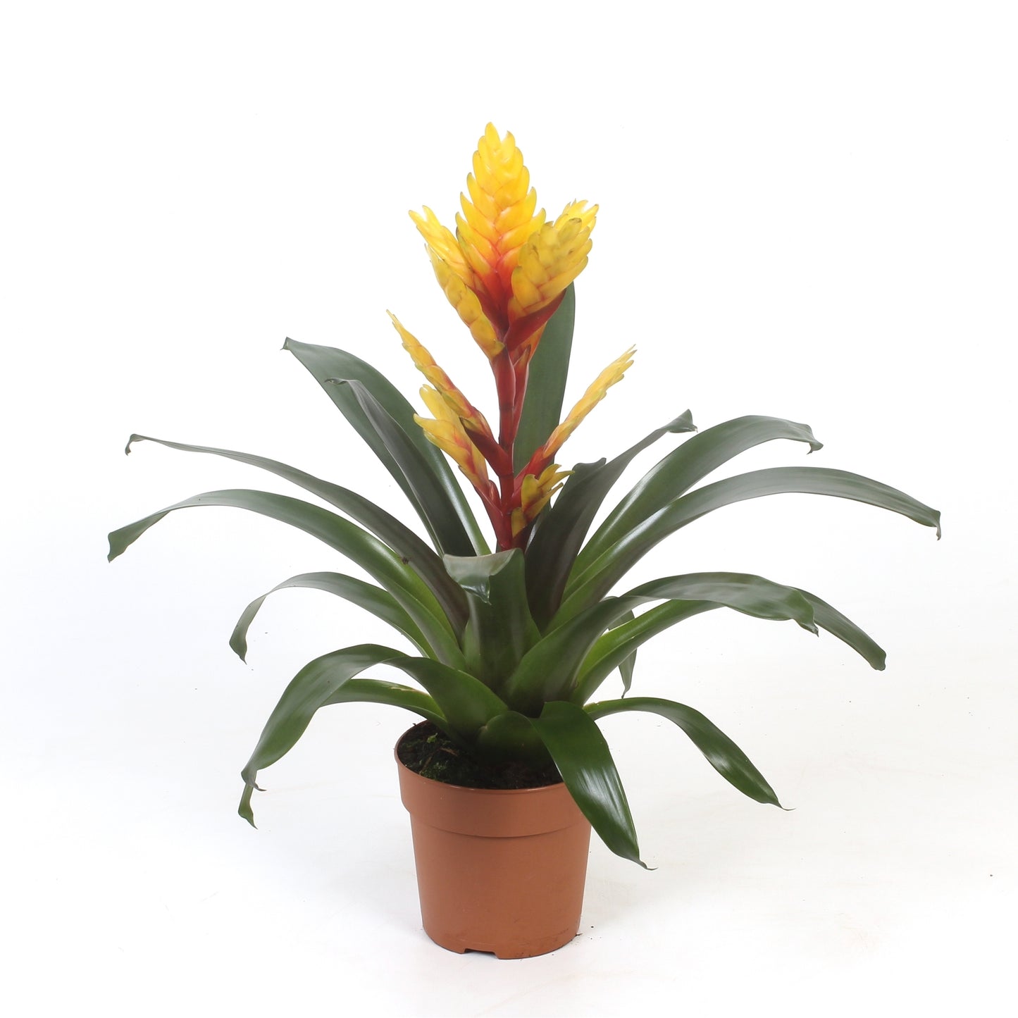 Vriesea Vision 38cm 12cm Pot