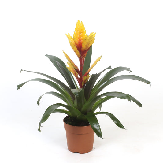 Vriesea Vision 38cm 12cm Pot