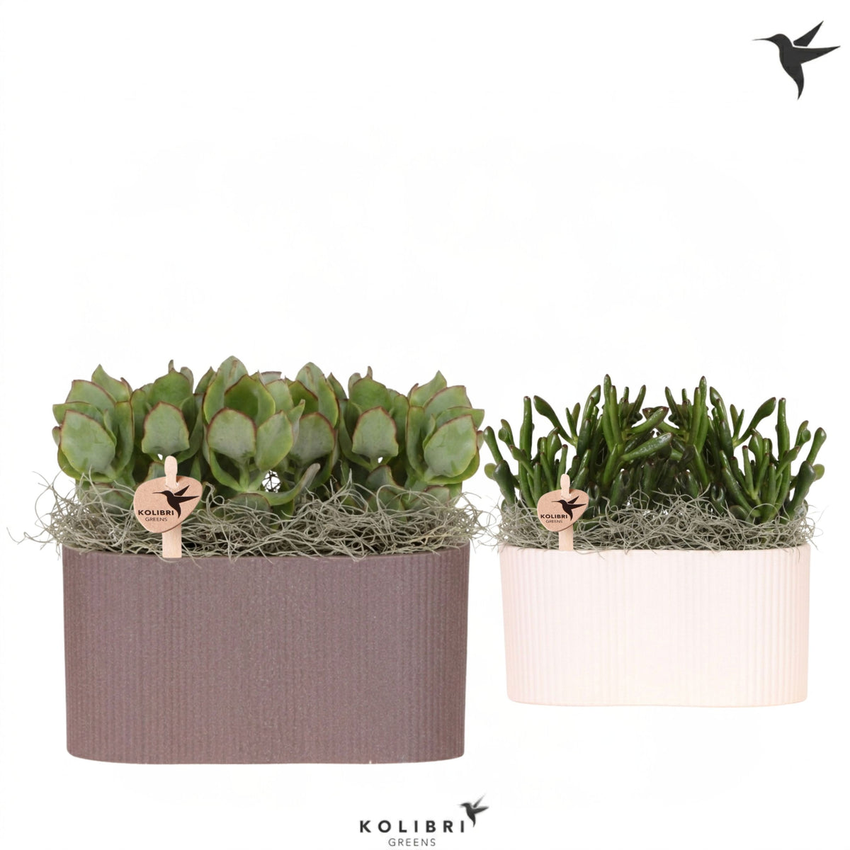 Succulent mix 22cm 18cm Pot