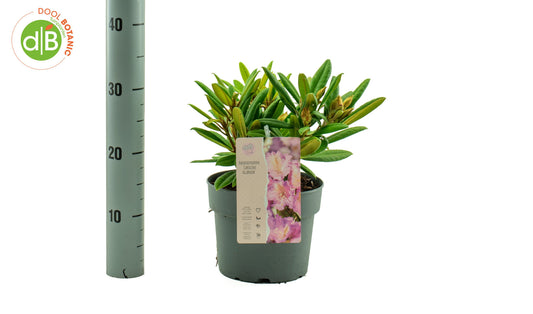 Rhododendron Caroline allbrook 30cm 19cm Pot