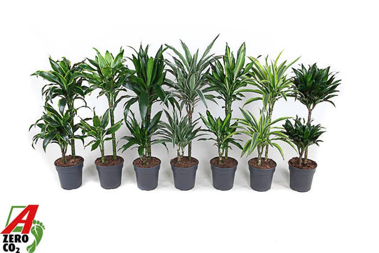 Dracaena mix 90cm 19cm Pot