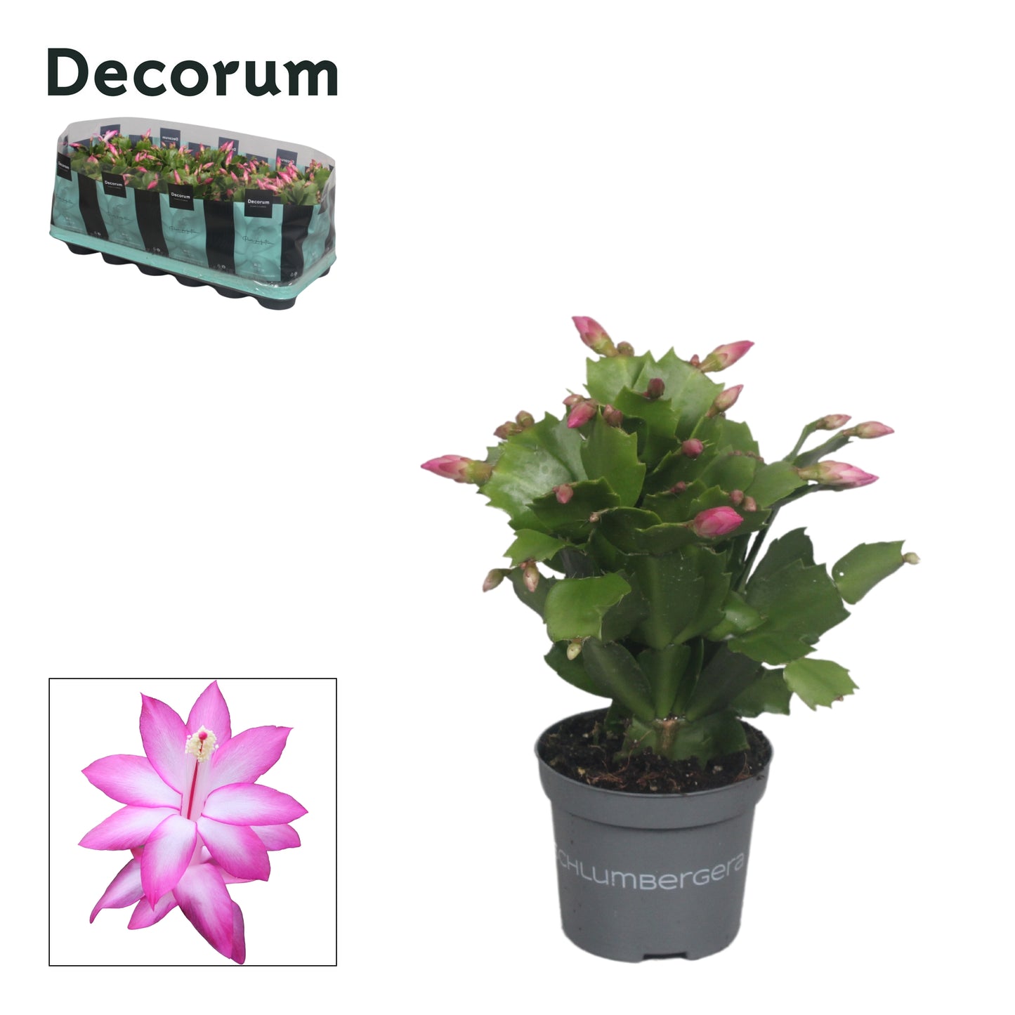 Schlumbergera Dark Eva 18cm 9cm Pot