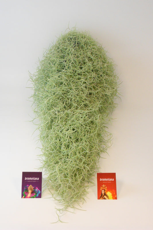 Tillandsia usneoides 80cm 14cm Pot