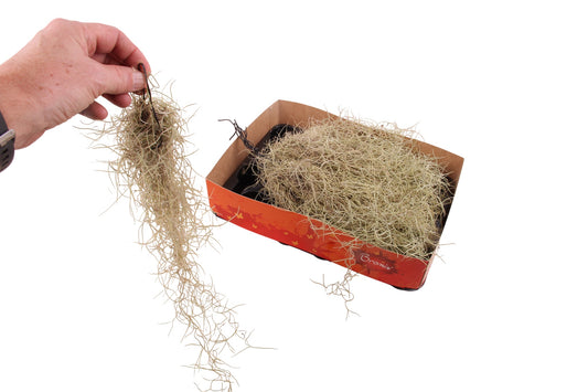 Tillandsia usneoides 40cm 998cm Pot