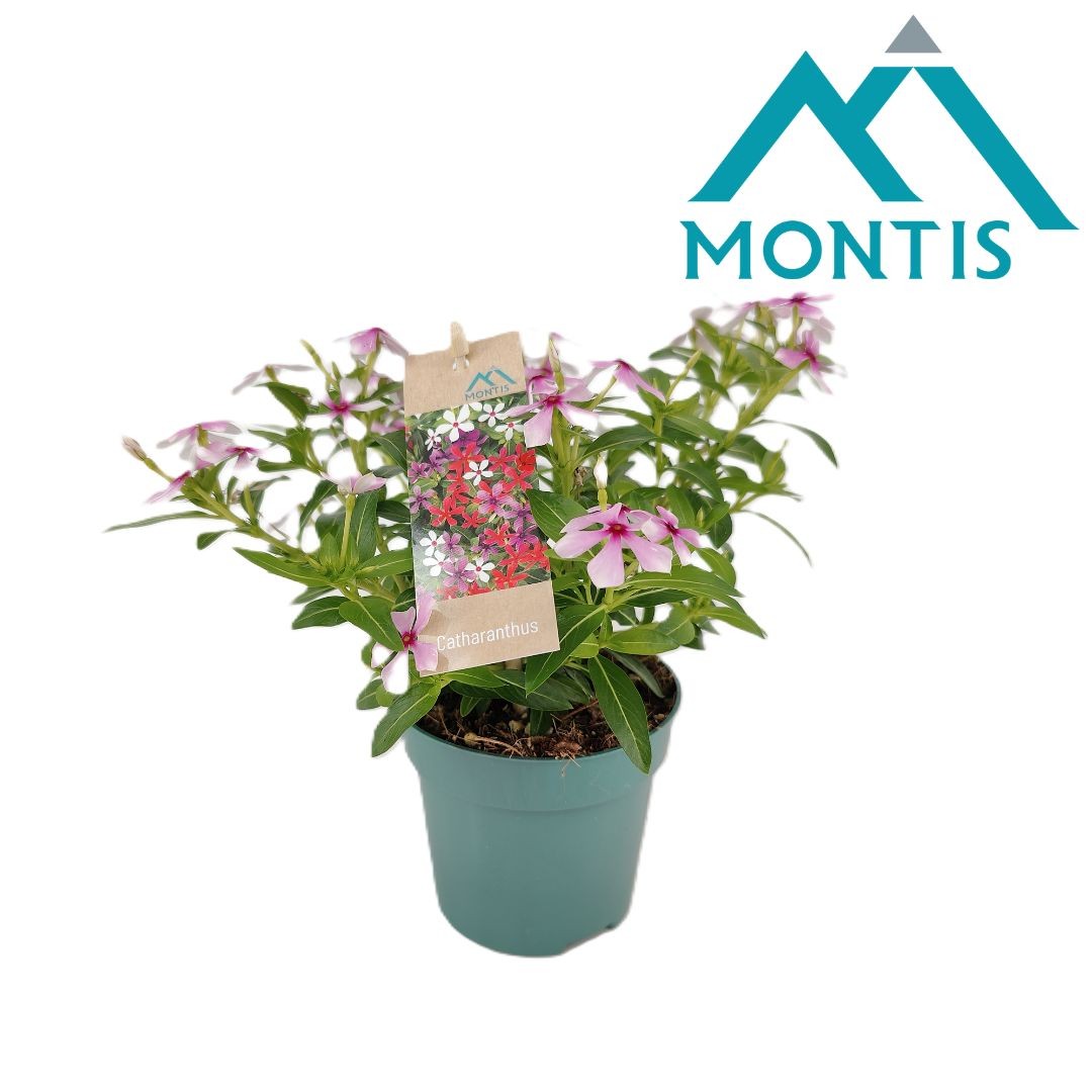 Catharanthus Soirée Light Pink Dark Eye 17cm 510cm Pot