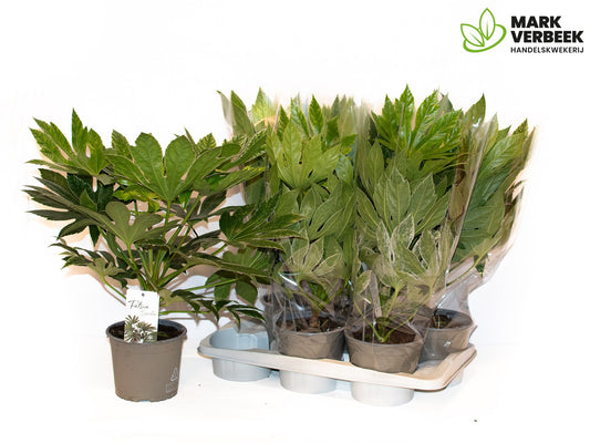 fatsia-jap-variegata-50cm-17cm-pot