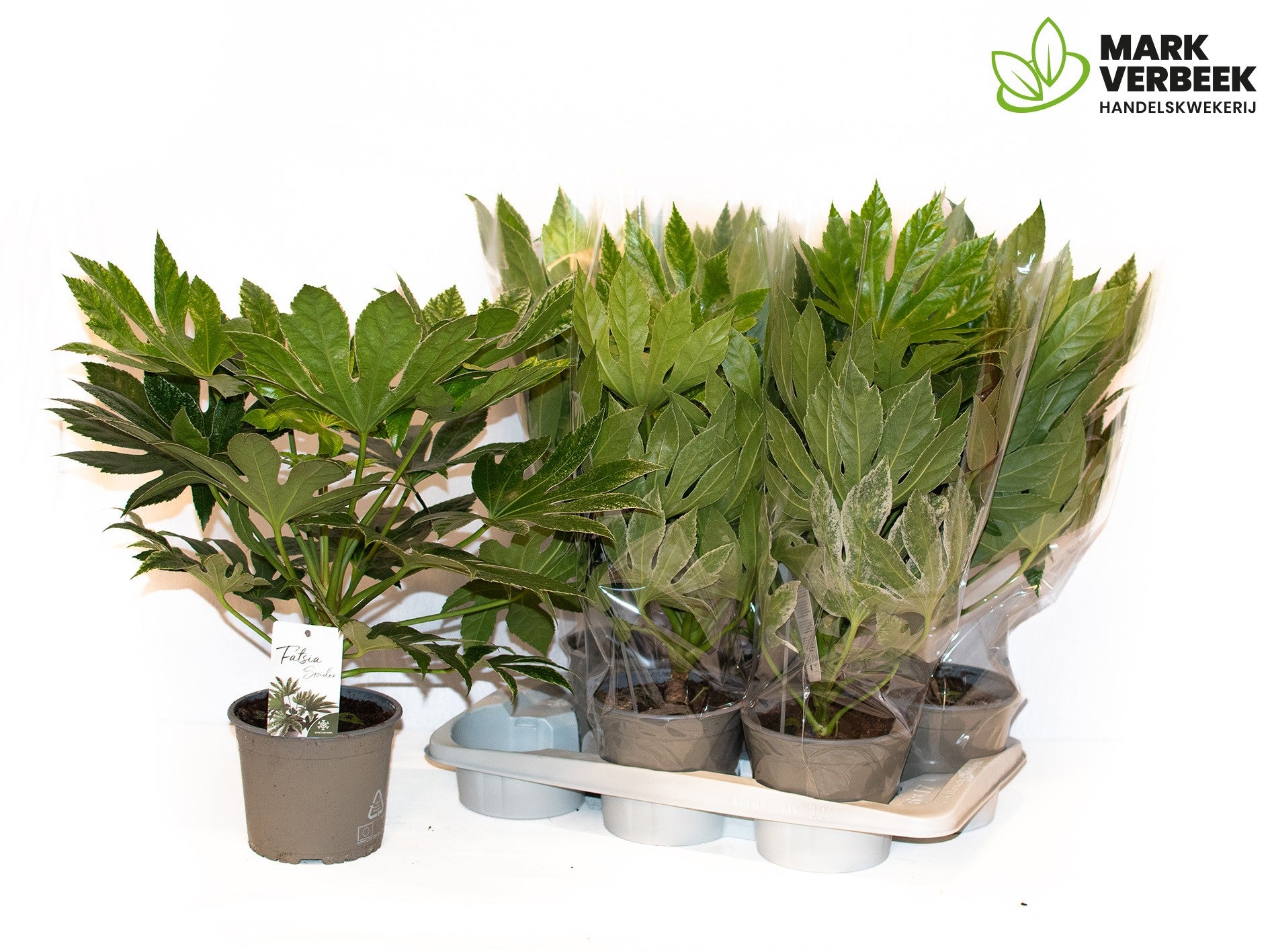 Fatsia jap. Spiders Web 50cm 17cm Pot