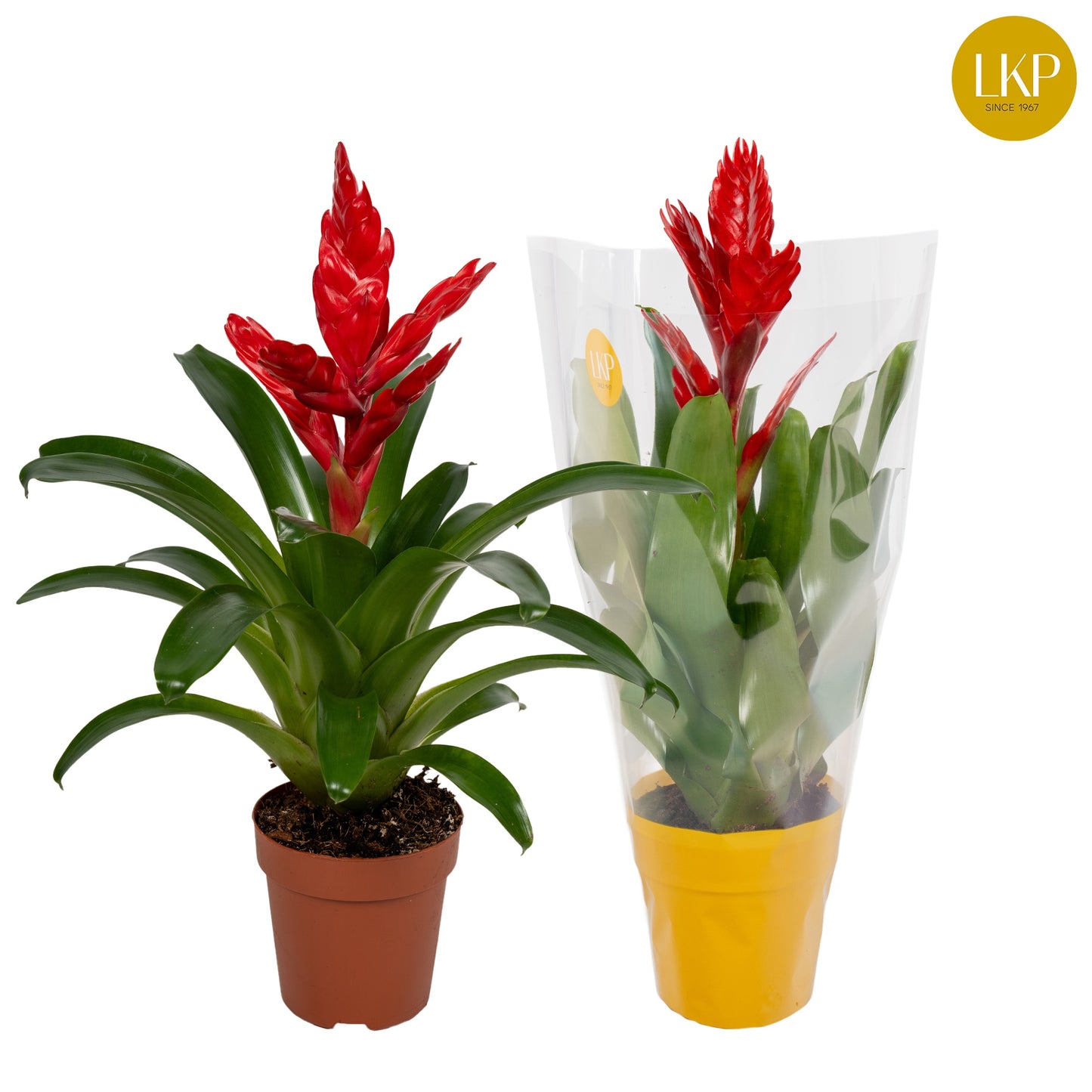 LKP plants Vriesea poelmanii Pack of 10