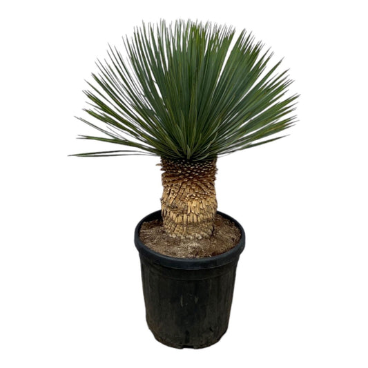 Yucca rostrata 100cm 38cm Pot