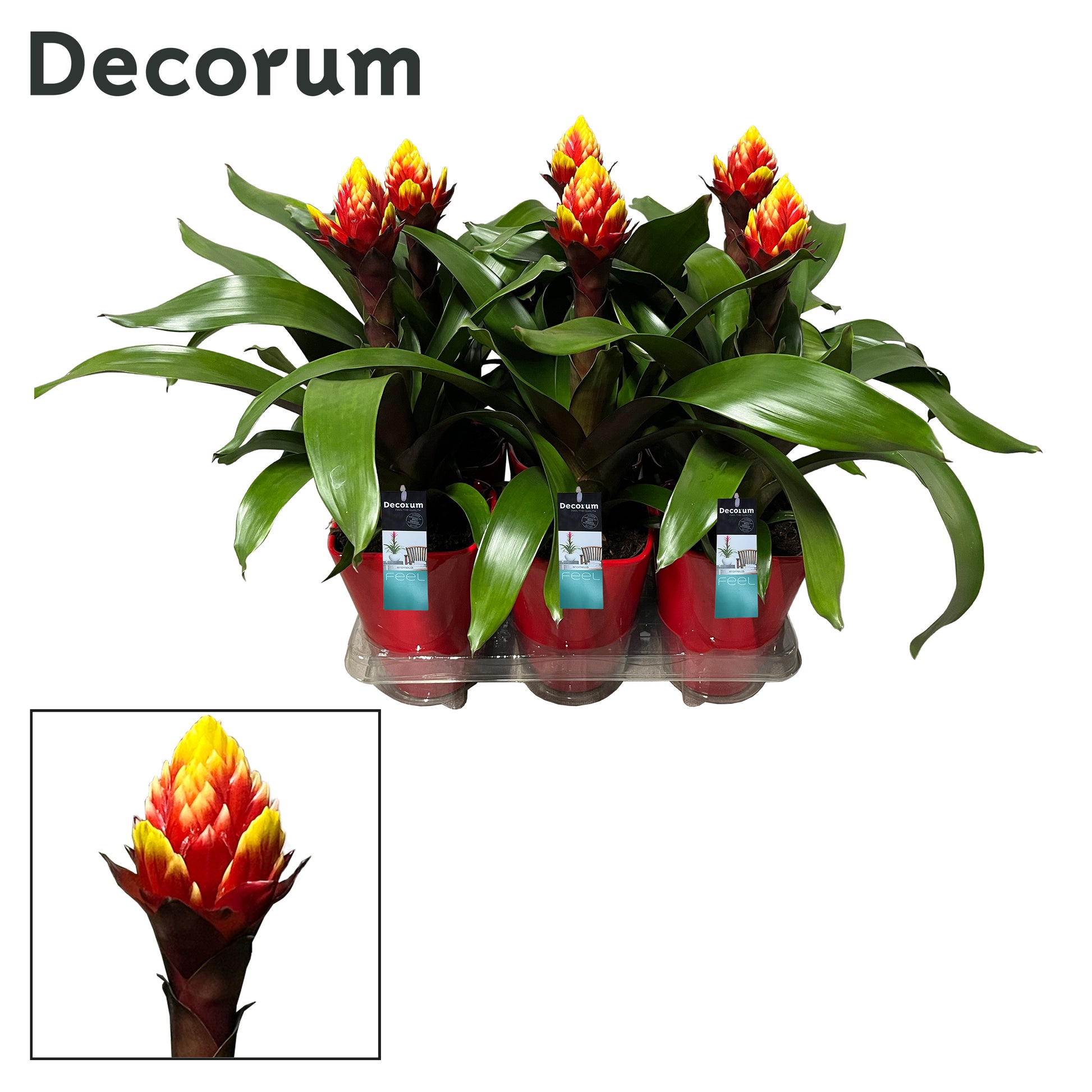 Guzmania Crown 45cm 14cm Pot