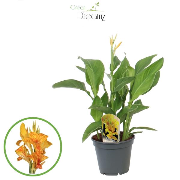 Canna Tenerife 60cm 17cm Pot