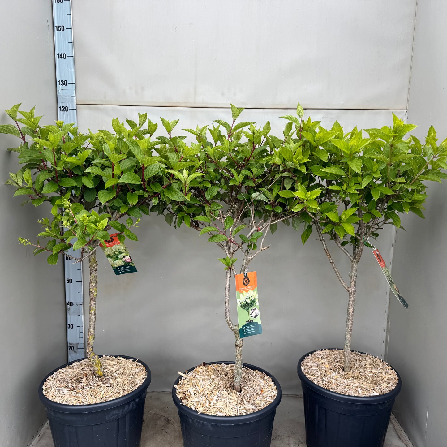 Hydrangea paniculata 100cm 35cm Pot