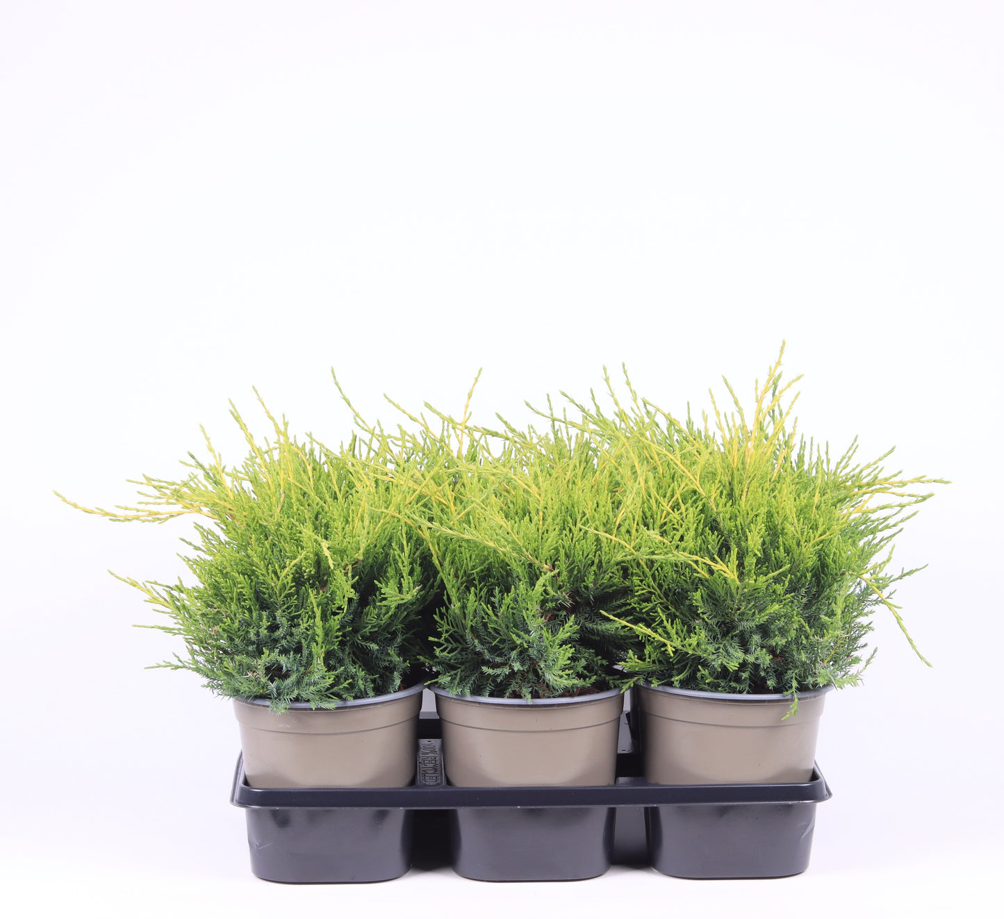 Juniperus Gold Coast 25cm 15cm Pot