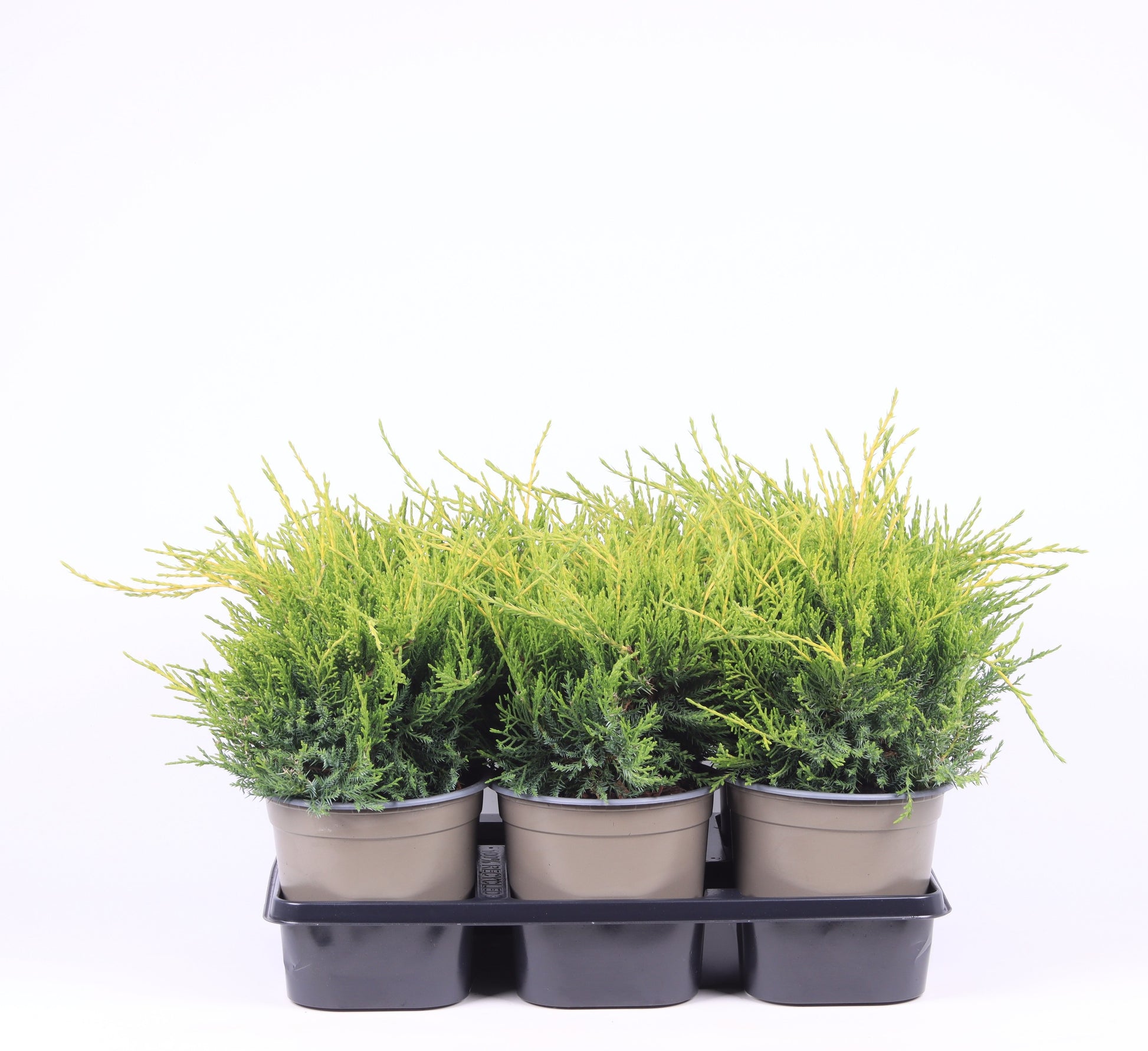 Juniperus Gold Coast 25cm 15cm Pot