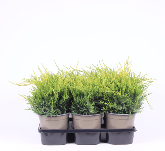 Juniperus Gold Coast 25cm 15cm Pot