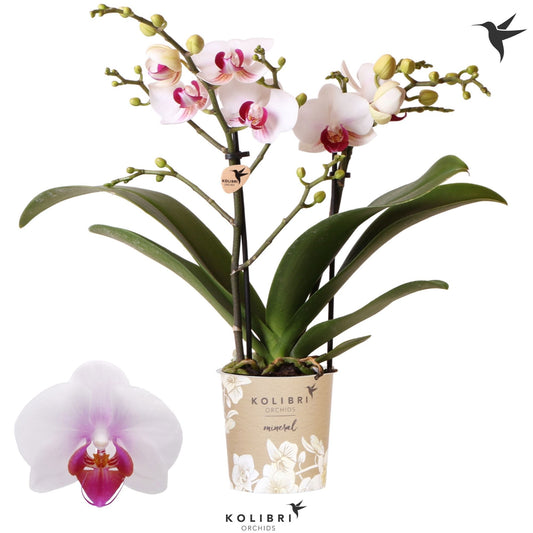 Phalaenopsis mf. Safe Haven 40cm 9cm Pot