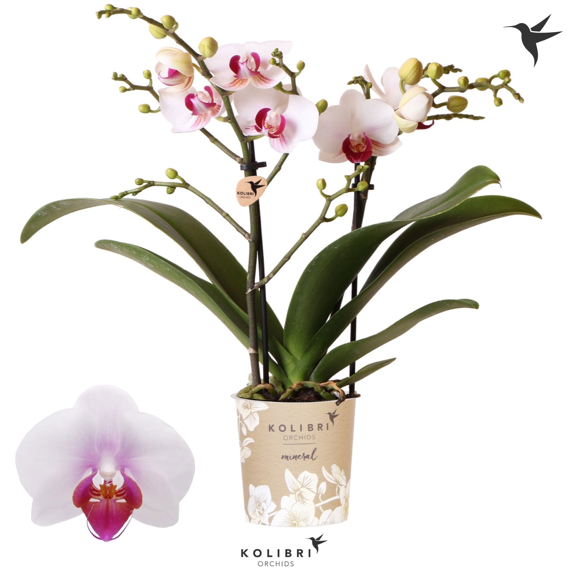 Phalaenopsis Gibraltar 40cm 9cm Pot