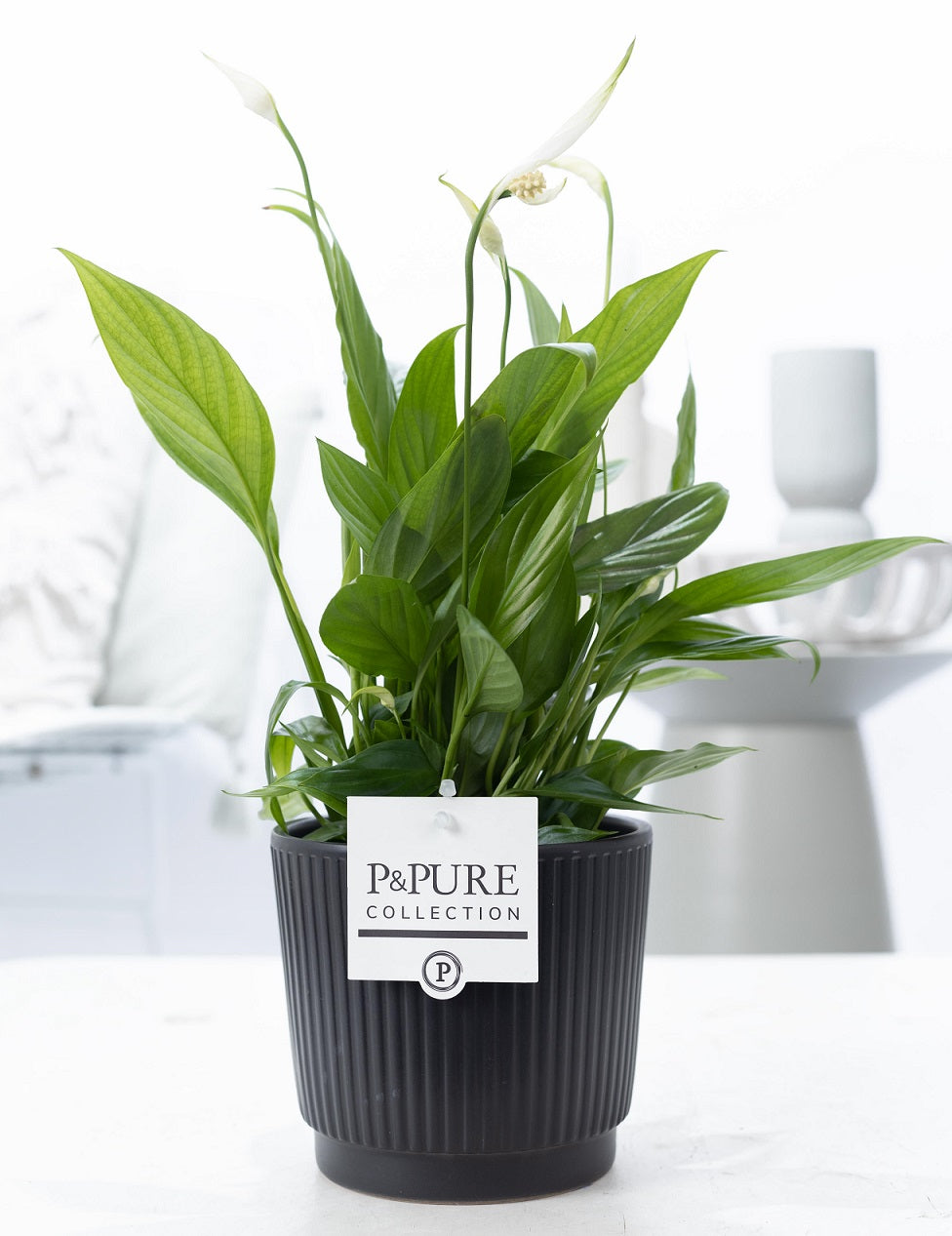 Spathiphyllum hybrid 35cm 12cm Pot