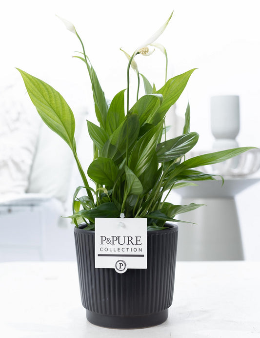 Spathiphyllum hybrid 35cm 12cm Pot