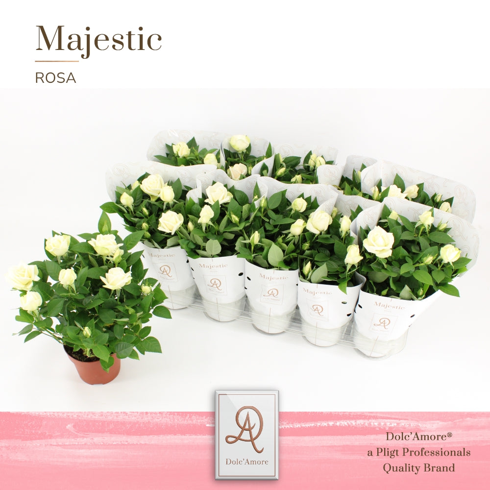 Rosa Infinity White 29cm 12cm Pot