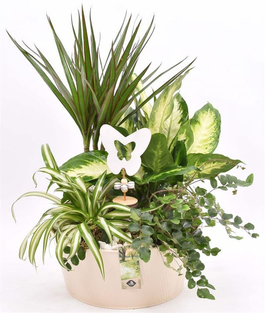 Indoor arrangement 25cm Pot