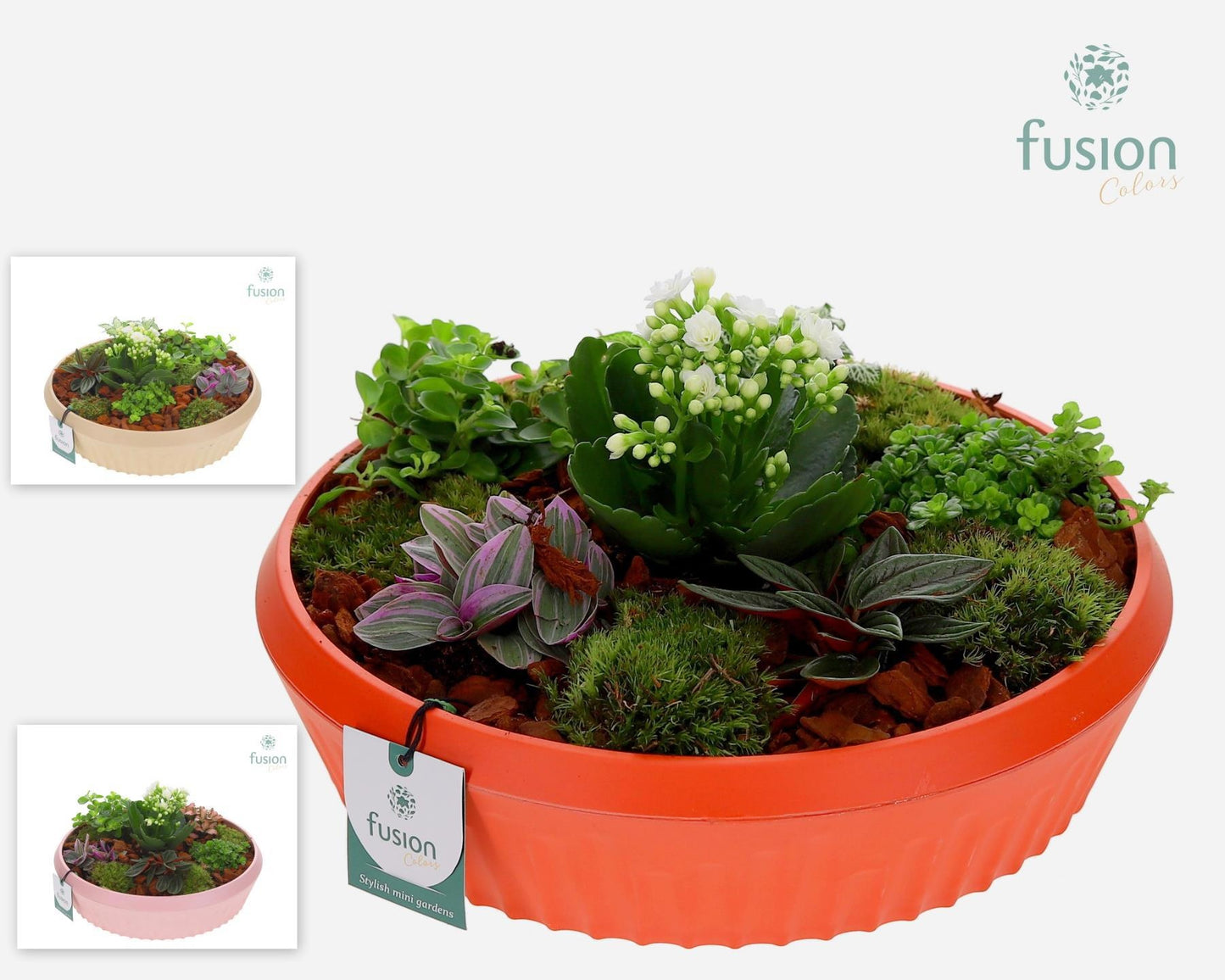 Biologisch afbreekbare schaal Large met Arrangement 20cm 30cm Pot