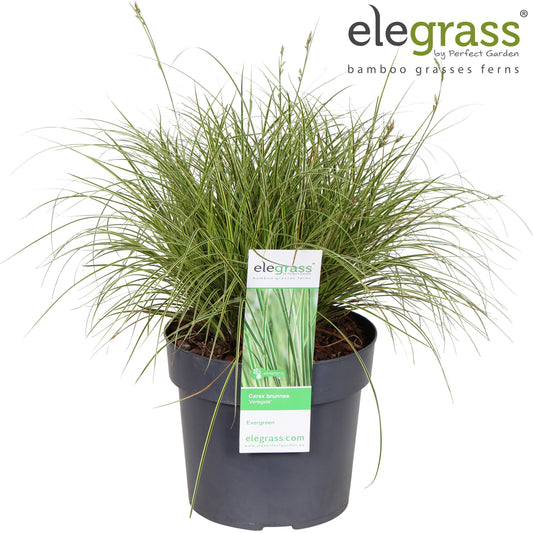 Carex bru. Variegata 50cm 19cm Pot