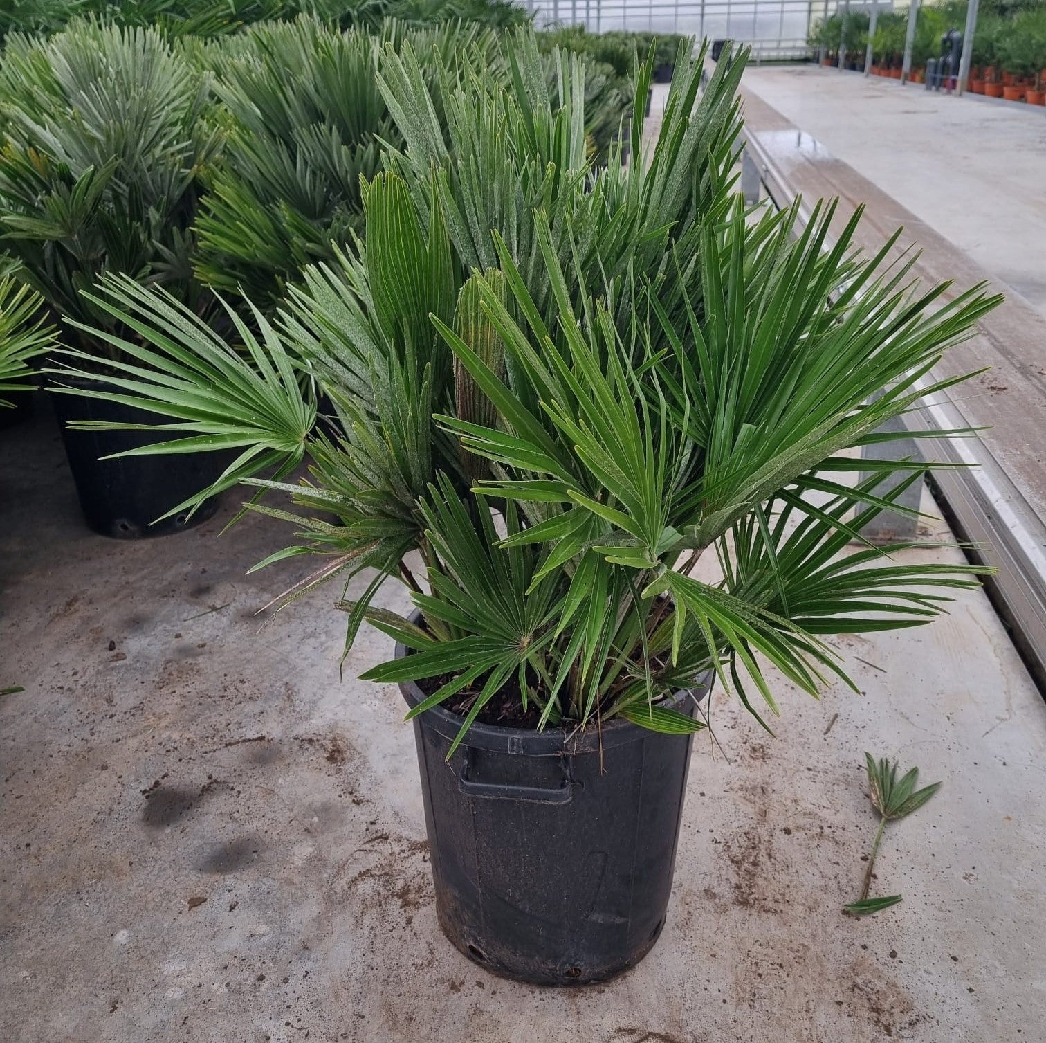 Chamaerops humilis 120cm 40cm Pot
