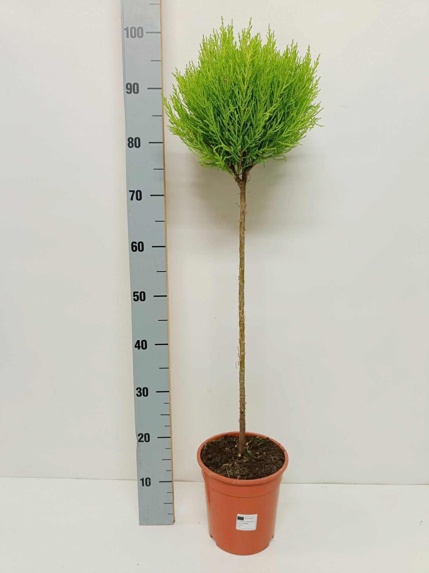 Cupressus Goldcrest standard 90cm 19cm Pot