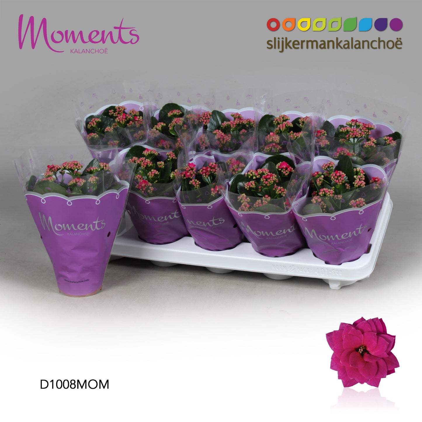 SlijkermanKalanchoe Kalanchoe Shadow Purple Pack of 10