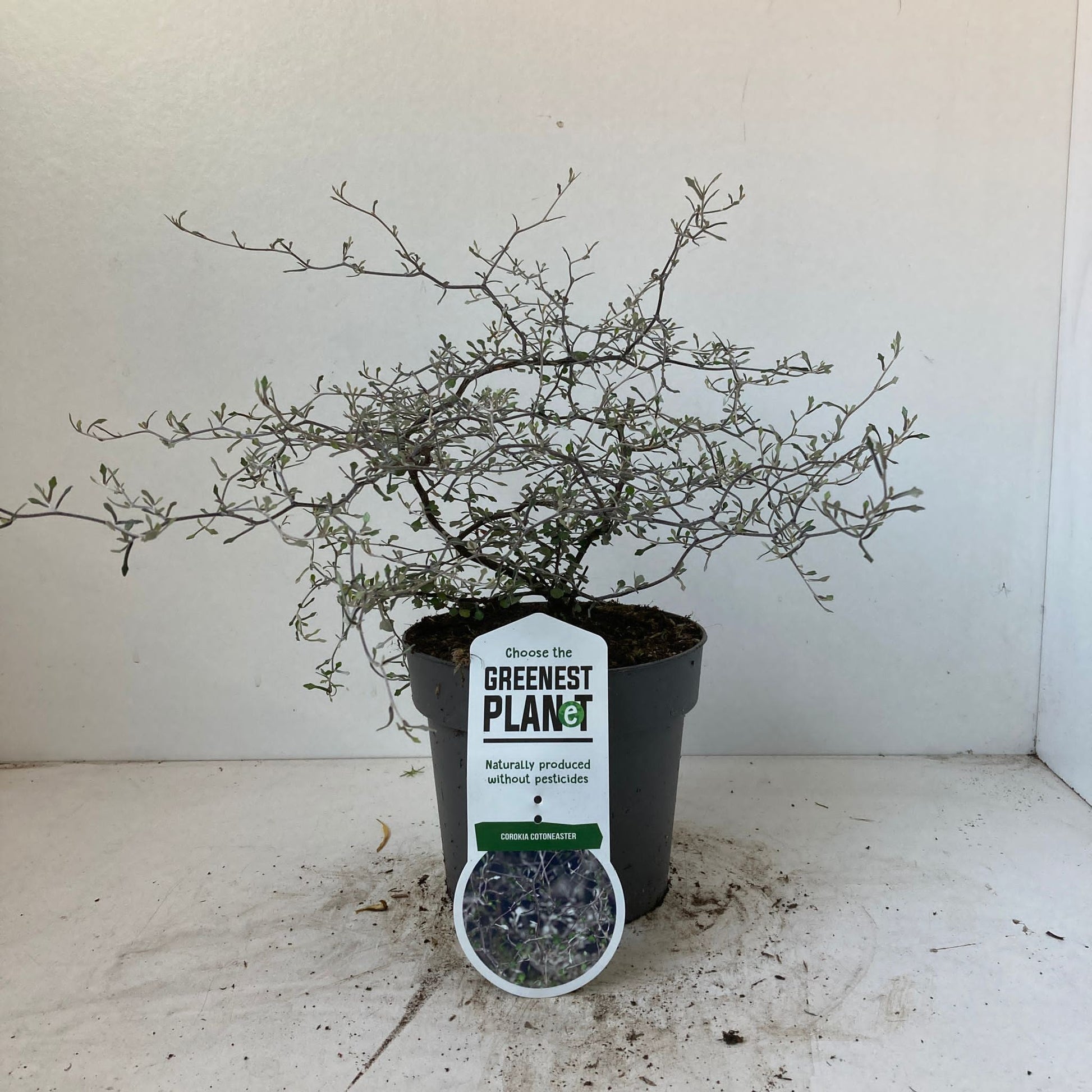 About Plants Zundert BV Corokia cotoneaster Pack of 1