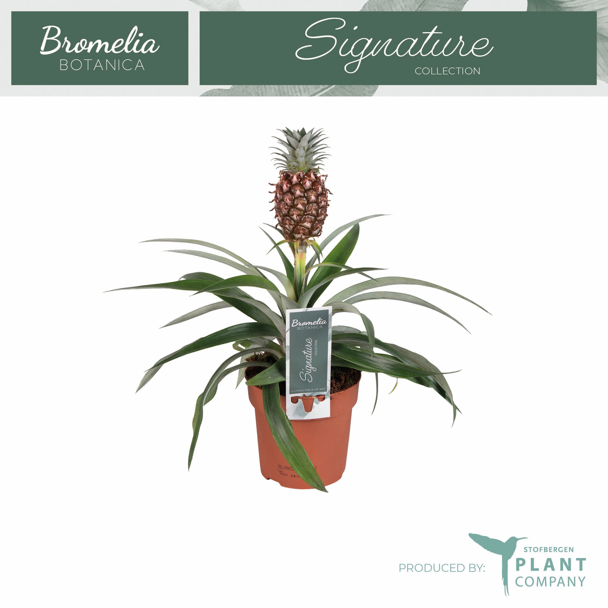 Ananas Rosita 35cm 12cm Pot